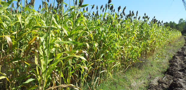 Şanlıurfa'da, Organik Şeker Kamışı Üretimi Planlanıyor